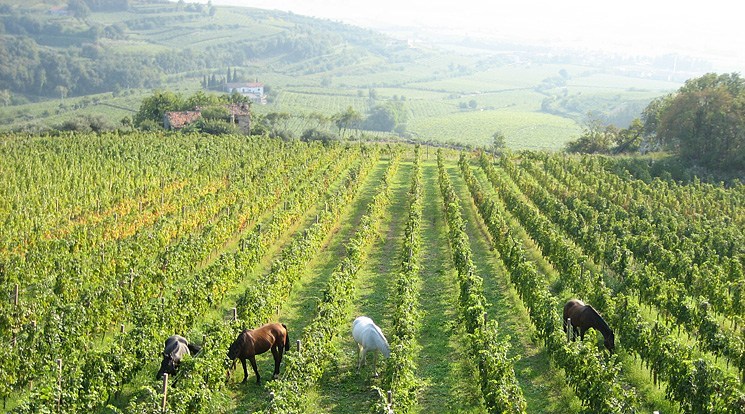 Prodotti imprenditore agricolo