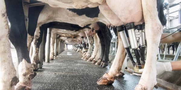 Origine obbligatoria in etichetta per latte e formaggi Origine obbligatoria in etichetta per latte e formaggi
